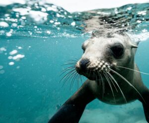 Charming wild seal baby swimming in blue clear rippling sea water during sunny day on surface
