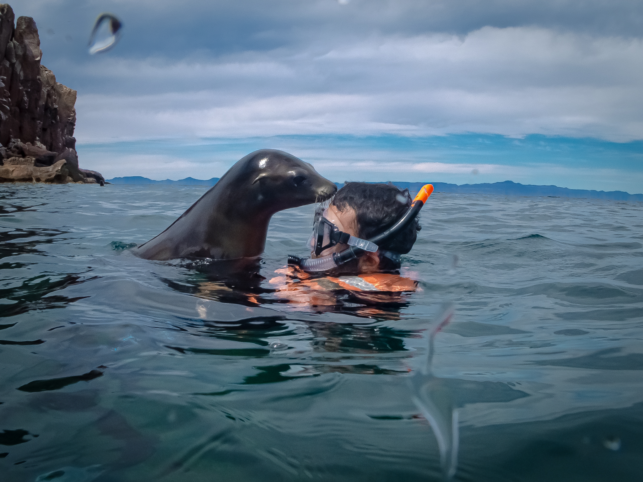 California sea lion encounter in Baja California Sur
