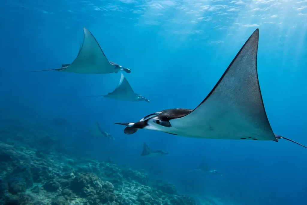 Mobula Ray Season in Baja: When to Go and What to Expect