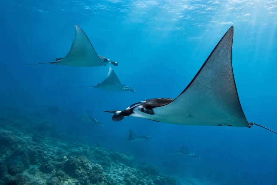 Mobula Ray Season in Baja: When to Go and What to Expect